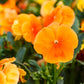 50 ORANGE SUN PANSY Swiss Giant Viola Wittrockiana Flower Seeds
