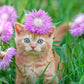 500 MIXED SWEET SULTAN Imperialis Mix Amberboa Moschata Centaurea Flower Seeds - Pink, Rose, Lilac, Purple, Mauve, White, & Yellow