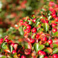 20 BEARBERRY Arctostaphylos Uva-Ursi Kinnikinnick Pinemat Manzanita Flower Seeds