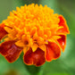 250 DWARF DOUBLE MARIGOLD ' Orange Flame ' Tagetes Patula French Red Flower Seeds