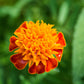 250 DWARF DOUBLE MARIGOLD ' Orange Flame ' Tagetes Patula French Red Flower Seeds