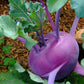 2000 PURPLE VIENNA KOHLRABI Brassica Oleracea Gongylodes Vegetable Seeds