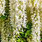 5 WHITE WISTERIA Floribunda Alba Ornamental Japanese Flower Vine Seeds