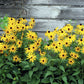 2000 BLACK EYED SUSAN Rudbeckia Hirta Yellow Heirloom Native Flower Seeds