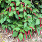 500 LOVE LIES BLEEDING Amaranthus Caudatus (Kiss Me Over The Garden Gate) Flower Seeds