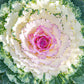 50 MIXED ORNAMENTAL CABBAGE Flowering Cabbage Brassica Oleracea Seeds
