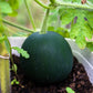 100 SUGAR BABY WATERMELON Citrullus lanatus Fruit Melon Seeds