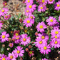 200 Mixed Colors SWAN RIVER DAISY Brachyscome Iberidifolia Flower Seeds