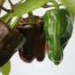 30 CHOCOLATE BEAUTY Bell PEPPER Sweet Brown Capsicum Annuum Vegetable Seeds