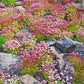 50 ROSE ROBE SAXIFRAGA Arendsii Mossy Rockfoil Evergreen Flower Seeds