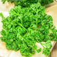 500 FOREST GREEN PARSLEY Petroselinum Crispum Double Triple Curl Vegetable Seeds