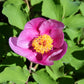 15 Pink WOOD'S ROSE Bush Mountain Rose Rosa Woodsii Fragrant Flower Seeds