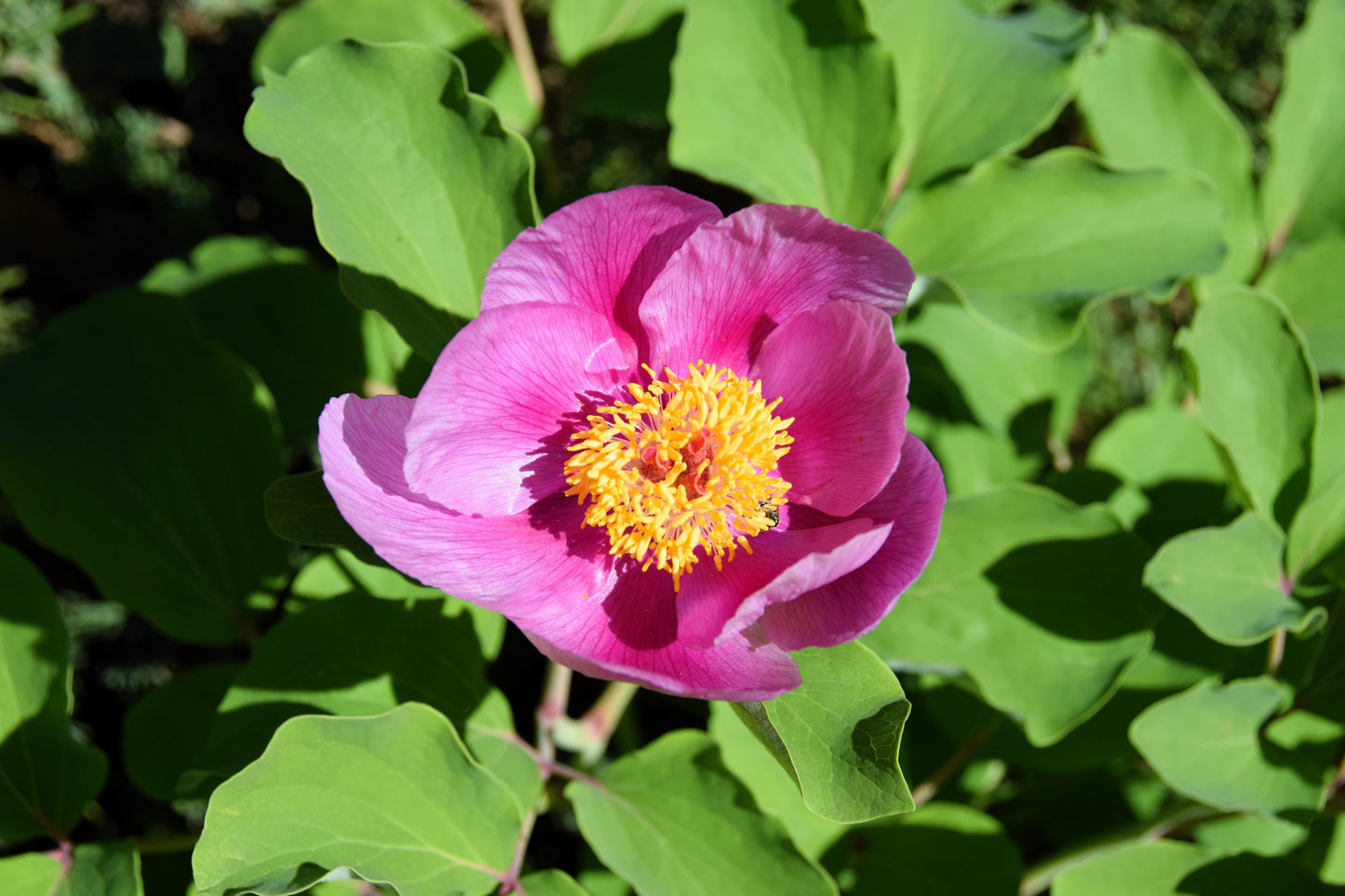 15 Pink WOOD'S ROSE Bush Mountain Rose Rosa Woodsii Fragrant Flower Seeds