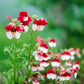 50 RED & WHITE NEMESIA Strumosa Danish Flag Fragrant Bicolor Flower Seeds