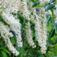 30 BLACK CHERRY Fruit Tree Prunus Serotina Fragrant White Flowers Seeds