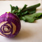 2000 PURPLE VIENNA KOHLRABI Brassica Oleracea Gongylodes Vegetable Seeds