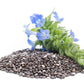1000 CHIA SAGE / SALVIA Salvia Hispanica Flower Seeds