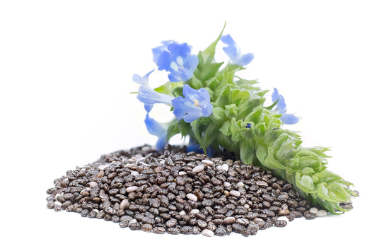 1000 CHIA SAGE / SALVIA Salvia Hispanica Flower Seeds
