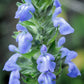 1000 CHIA SAGE / SALVIA Salvia Hispanica Flower Seeds