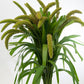 100 FOXTAIL MILLET Setaria Italica Ornamental Grass Flower Seeds