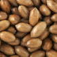 5 HARDY PECAN Tree Carya Illinoinensis King Nut Native Fruit Tree Seeds