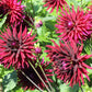 25 CACTUS DOUBLE DAHLIA Mix Variabilis Mixed Colors Hummingbird Flower Seeds