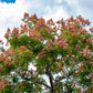 10 CHINESE FLAME TREE Koelreuteria Bipinnata Lantern Rain Yellow Pink Flower Seeds