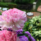 50 PICOTEE MIX CARNATION Dianthus Caryophyllus Double Bicolor Striped Flower Seeds