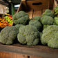 1000 CALABRESE BROCCOLI ITALIAN Green Sprouting Vegetable Brassica Seeds