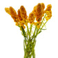 35 CANDLE BUSH Cassia Alata Senna Emperor's Candletree Empress Candlebush Candelabra Golden Ringworm Shrub Yellow Orange Flower Seeds