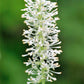 10 VANILLA LEAF Achlys Triphylla Deer Foot Vanillaleaf Fragrant Foliage White Shade Groundcover Flower Seeds