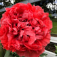 100 Giant Double RED PEONY POPPY Papaver Peoniflorum Flower Seeds