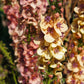 100 MIXED COLORS VERBASCUM Verbascum Phoeniceum Flower Seeds