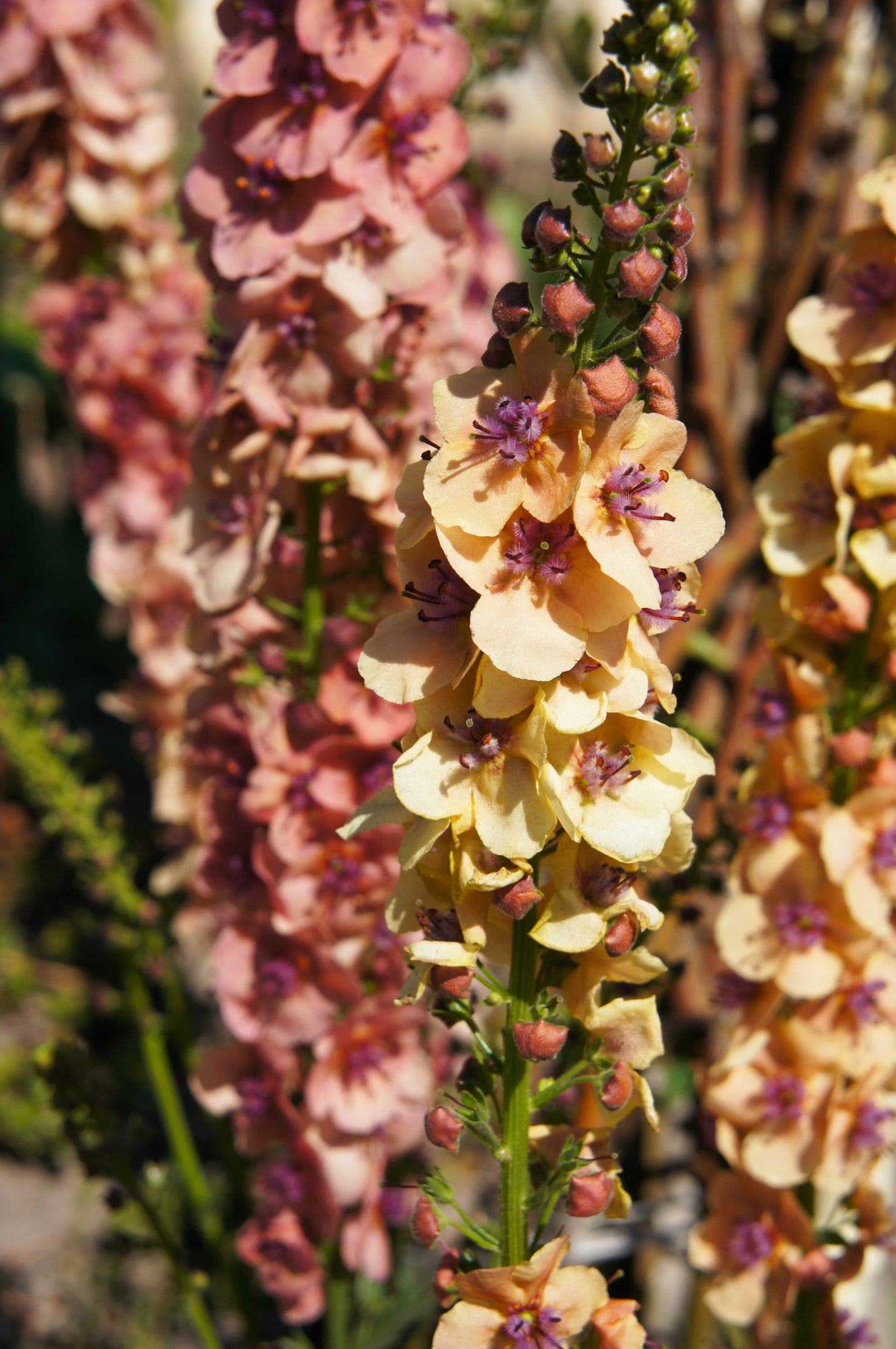 100 MIXED COLORS VERBASCUM Verbascum Phoeniceum Flower Seeds