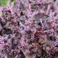 300 PURPLE SHISO aka PERILLA Frutescens Ornamental Herb Seeds Green & Purple