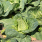 300 CHARLESTON WAKEFIELD CABBAGE Heirloom Cone Brassica Oleracea Vegetable Seeds