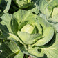500 GOLDEN ACRE Early CABBAGE Brassica Oleracea Capitata Vegetable Seeds