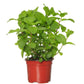 250 PEPPERMINT MINT Mentha Piperita Herb Flower Seeds