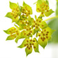 100 GREEN GOLD BUPLEURUM Griffithii Rotundifolium Hares Ear Thoroughwax Flower Seeds