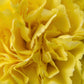 50 YELLOW CARNATION Dianthus Caryophyllus Grenadin Double Flower Seeds