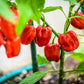 50 Hot RED HABANERO PEPPER Capsicum Chinense Vegetable Seeds