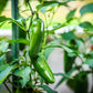 400 EARLY JALAPENO PEPPER Green Medium Hot Capsicum Annuum Mexican Chili Vegetable Seeds