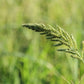 150 JAPANESE MILLET Billion Dollar Grass Grain Echinochloa Frumentacea Seeds