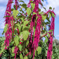 500 LOVE LIES BLEEDING Amaranthus Caudatus (Kiss Me Over The Garden Gate) Flower Seeds