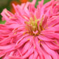 300 Burpeeana Giant Mix CACTUS FLOWERED ZINNIA Elegans Flower Seeds