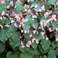 500 BULK HARDY BEGONIA Grandis Rose Pink Perennial Sun - Shade Flower Seeds