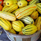 50 DELICATA SQUASH Striped Sweet Potato Cucurbita Pepo Vegetable Seeds