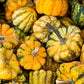 15 CARNIVAL SQUASH Winter Cucurbita Pepo Vegetable Seeds