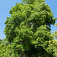 15 TULIP POPLAR TREE Yellow Flower Liriodendron Tulipifera Whitewood Seeds