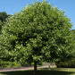 15 TULIP POPLAR TREE Yellow Flower Liriodendron Tulipifera Whitewood Seeds
